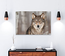 Obraz Alfa samec 1550